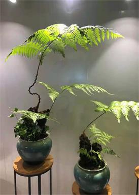 綠植租賃