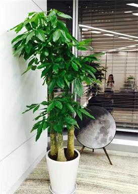 綠植租賃